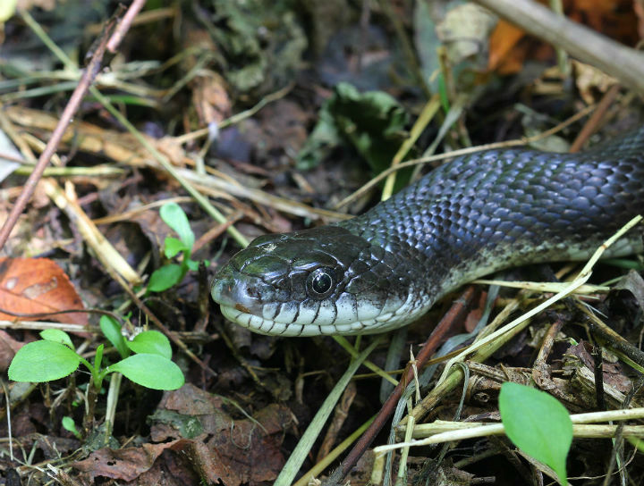 Black Rat Snake